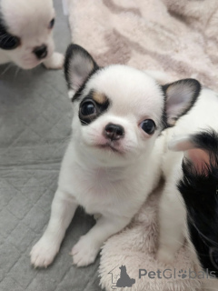 Photo №1. chihuahua - à vendre en ville de Helsinki | 500€ | Annonce №163636