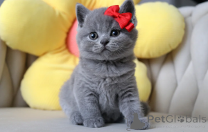Photo №2 de l'annonce № 164515 de la vente british shorthair - acheter à Allemagne 