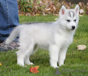 Photo №4. Je vais vendre shiba en ville de Ville centrale.  - prix - négocié