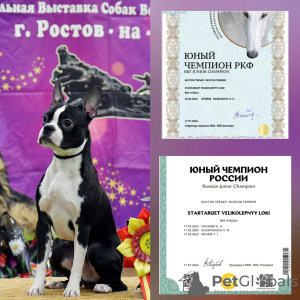 Photo №1. Service d'accouplement - race: terrier de boston. Prix - Gratuit