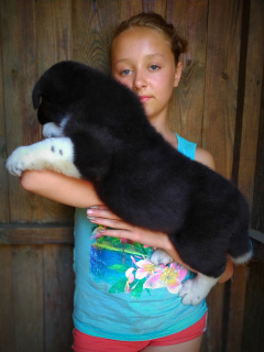 Photo №2 de l'annonce № 6918 de la vente akita américain - acheter à Ukraine de la fourrière