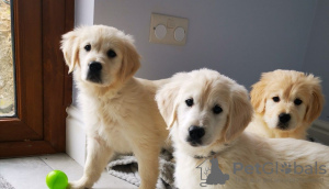 Photo №2 de l'annonce № 111511 de la vente golden retriever - acheter à Pays Bas annonce privée