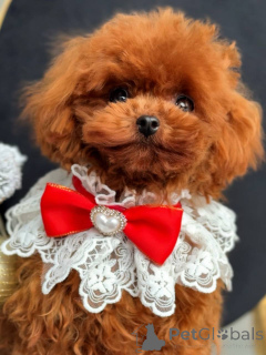 Photo №1. caniche (jouet) - à vendre en ville de Bruxelles | négocié | Annonce №164616