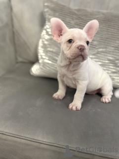 Photo №1. bouledogue - à vendre en ville de Delaware Water Gap | 425€ | Annonce №128739