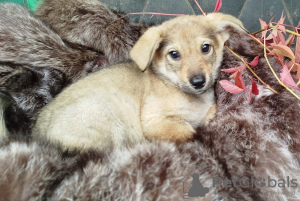 Photo №3. La belle Maggie recherche une maison et des propriétaires fiables !. Fédération de Russie