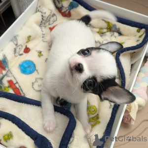 Photo №3. Vous avez de beaux chiens. J'aime les Chihuahuas, contactez WhatsApp Business. La finlande