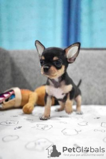 Photo №1. chihuahua - à vendre en ville de Prague | négocié | Annonce №109957