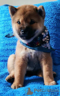 Photos supplémentaires: Shiba inu chiot fille