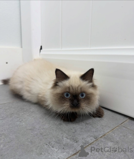 Photo №2 de l'annonce № 174846 de la vente ragdoll - acheter à Suisse éleveur