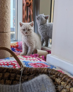 Photo №1. british shorthair - à vendre en ville de Luxembourg | 400€ | Annonce № 173973