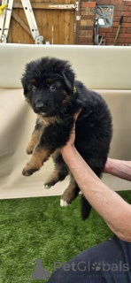 Photo №1. chien d'arrêt allemand à poil long - à vendre en ville de Barbe | négocié | Annonce №169888