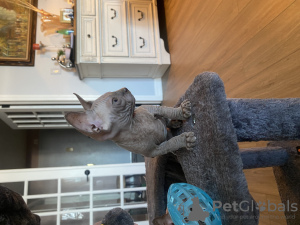 Photo №3. Chatons Sphynx. USA