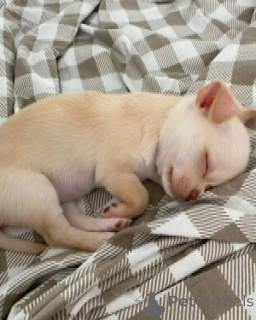 Photo №3. Rencontrez BELLA, c'est un chiot chihuahua de 9 semaines. Je la donne en. Australie