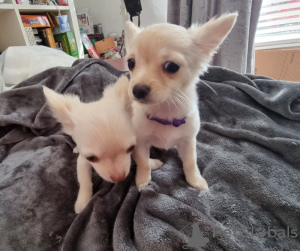 Photos supplémentaires: Deux chiots chihuahua à poil long