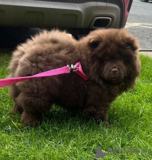 Photo №1. chow-chow - à vendre en ville de Stuhr | 331€ | Annonce №108062