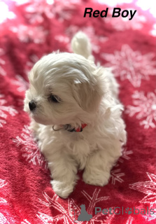 Photo №3. superbes chiots Maltes. USA