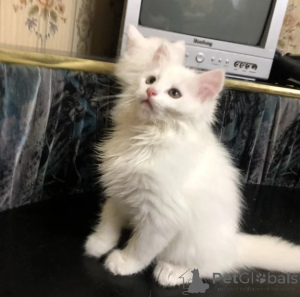 Photo №1. angora turc - à vendre en ville de Predentorf | 350€ | Annonce № 176693