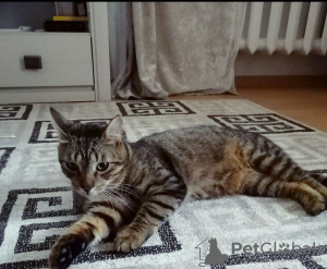 Photo №1. chat de gouttière - à vendre en ville de Minsk | Gratuit | Annonce № 93607