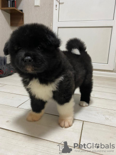 Photo №3. American Akita Fluffy Girl à vendre. Ukraine