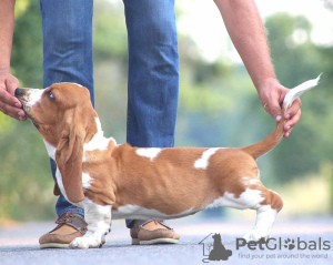 Photo №4. Je vais vendre basset hound en ville de Myrnograd. éleveur - prix - 1000€