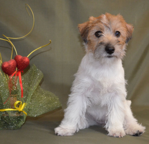 Photo №2 de l'annonce № 6008 de la vente jack russell terrier - acheter à Biélorussie éleveur