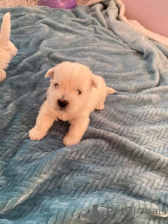 Photo №1. west highland white terrier - à vendre en ville de Panevėžys | 2000€ | Annonce №19313