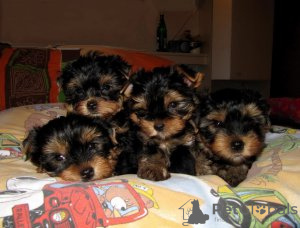 Photo №2 de l'annonce № 123516 de la vente biewer yorkshire terrier - acheter à Allemagne annonce privée