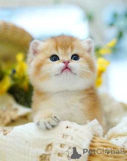 Photo №3. Chaton British shorthair femelle. Belgique