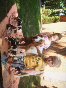 Photos supplémentaires: Chiots Lévrier Russe. Nous avons un mois et demi.