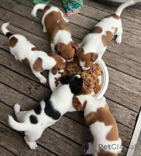 Photo №2 de l'annonce № 149692 de la vente jack russell terrier - acheter à Allemagne annonce privée