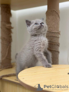 Photo №2 de l'annonce № 126538 de la vente british shorthair - acheter à Espagne annonce privée, éleveur