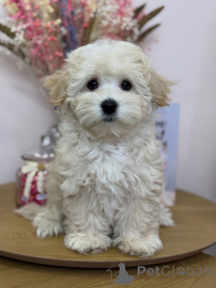 Photo №4. Je vais vendre maltipu en ville de Calw. annonce privée - prix - négocié