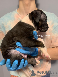 Photo №3. American bools xl chiot. Serbie