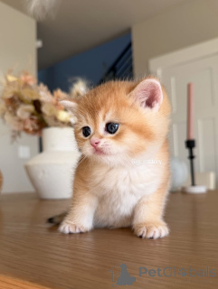 Photo №2 de l'annonce № 162905 de la vente british shorthair - acheter à France annonce privée