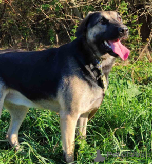 Photo №2 de l'annonce № 166920 de la vente chien bâtard - acheter à Biélorussie annonce privée