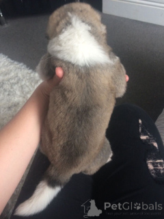 Photo №4. Je vais vendre akita (chien) en ville de Châtelet. annonce privée, éleveur - prix - 1000€