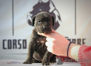 Photo №1. cane corso - à vendre en ville de Vršac | Gratuit | Annonce №129035