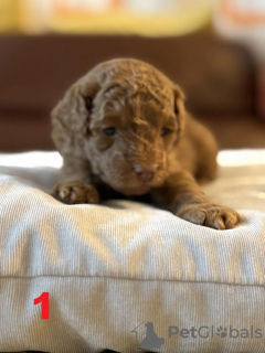 Photo №3. 4 Entzückende Maltipoo-Babys 1.800. Allemagne