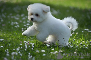 Photo №2 de l'annonce № 100386 de la vente bichon à poil frisé - acheter à Serbie éleveur