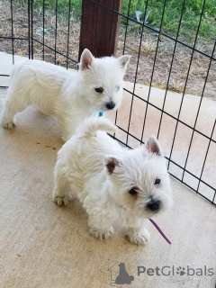 Photo №1. west highland white terrier - à vendre en ville de Borough de Londres de Camden | Gratuit | Annonce №150507