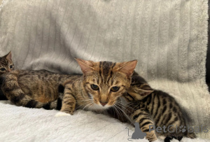 Photo №1. bengal - à vendre en ville de Albinen | 350€ | Annonce № 169312