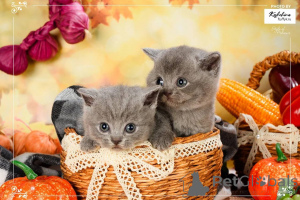 Photo №4. Je vais vendre british shorthair en ville de Amsterdam. éleveur - prix - négocié