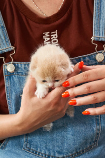 Photo №2 de l'annonce № 6986 de la vente scottish fold - acheter à Fédération de Russie 