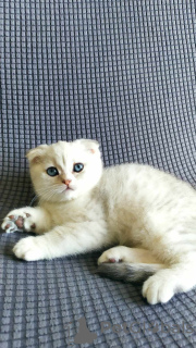 Photo №4. Je vais vendre scottish fold en ville de Daugavpils. annonce privée - prix - négocié