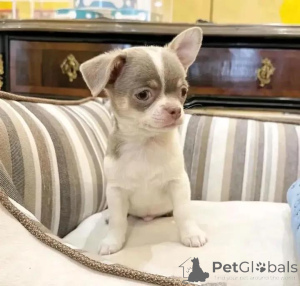 Photo №1. chihuahua - à vendre en ville de Helsinki | 500€ | Annonce №144452