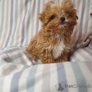 Photo №2 de l'annonce № 159053 de la vente caniche (jouet) - acheter à Allemagne de l'abri, éleveur