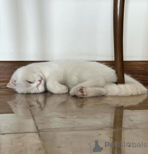 Photo №2 de l'annonce № 165467 de la vente  - acheter à France 