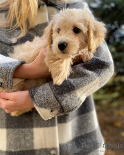 Photos supplémentaires: Chiot mignon Maltipu F1