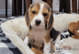 Photo №1. beagle - à vendre en ville de Berlin | Gratuit | Annonce №126899