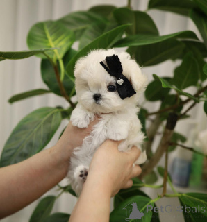 Photo №3. Cette ma douce petite fille est prête à être adoptée et cherche sa nouvelle. Australie